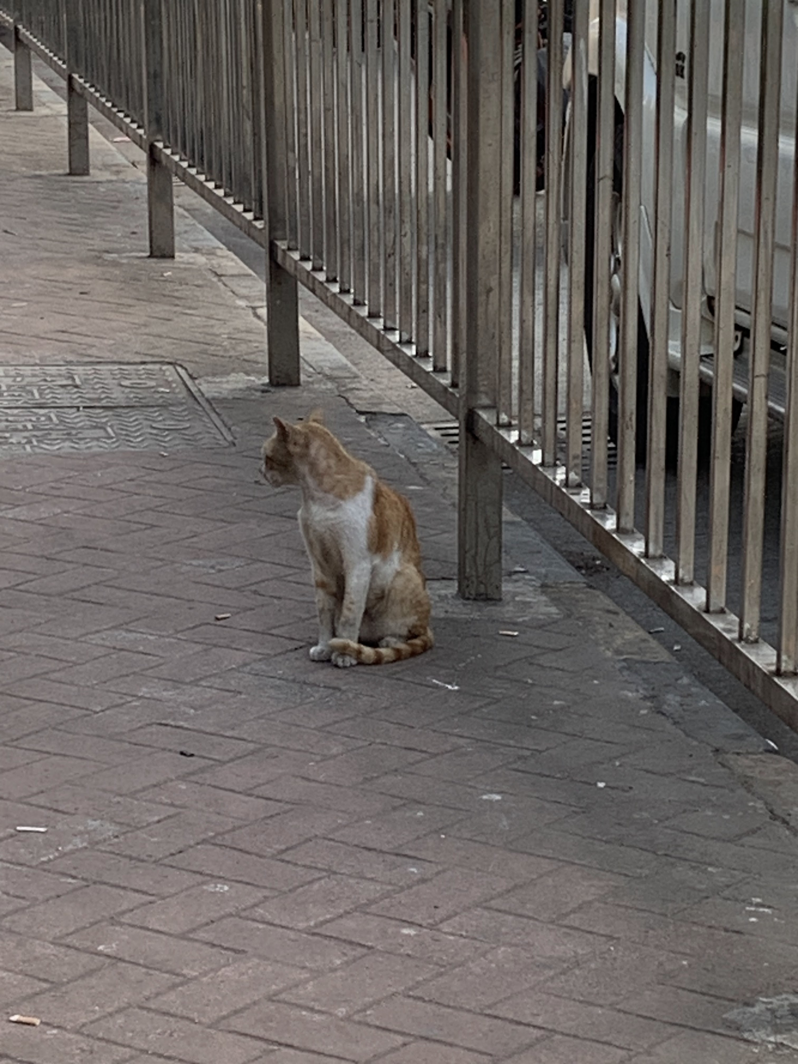 The Strays