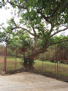 Dog Park