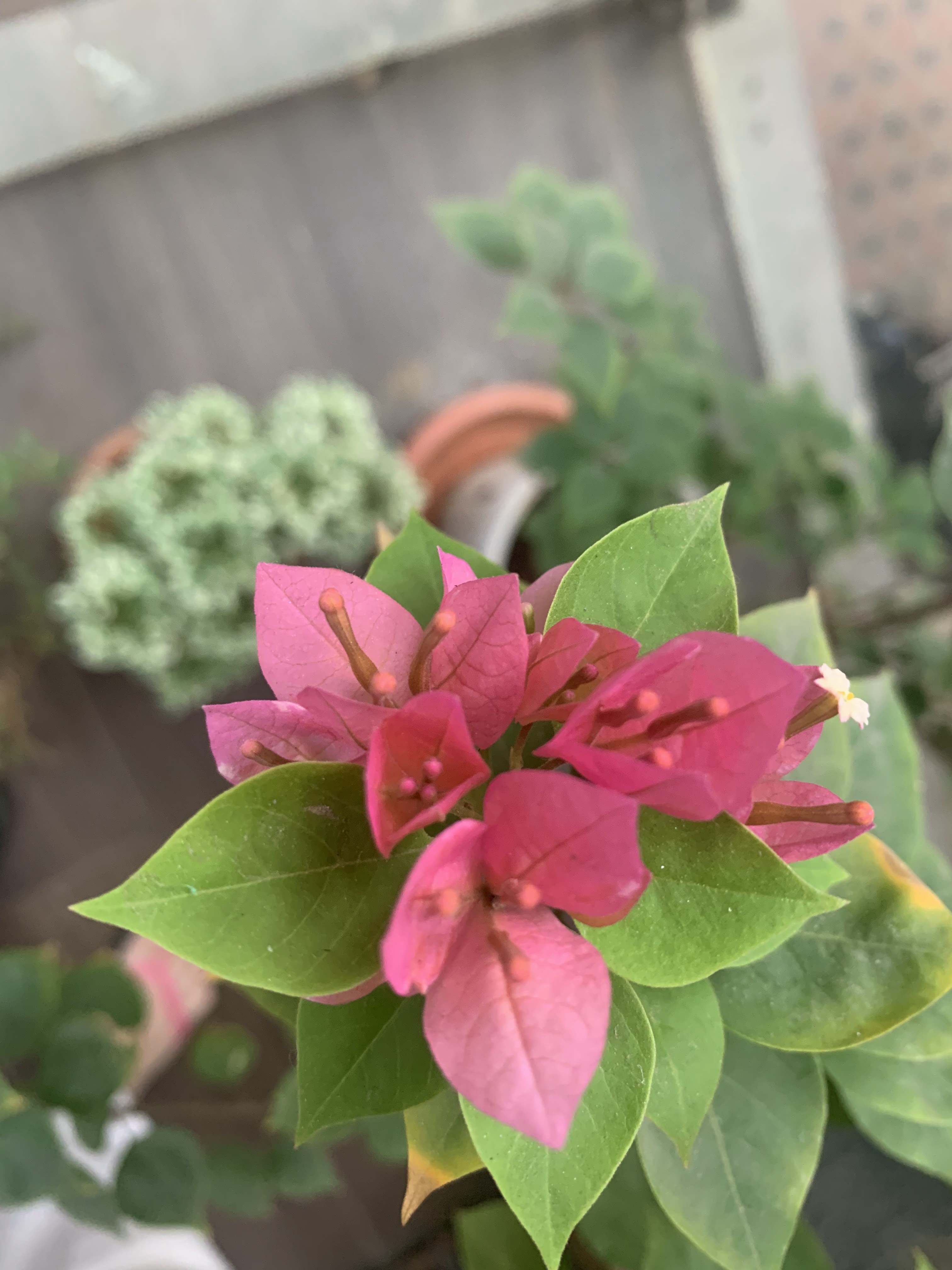 Home is where my plants are