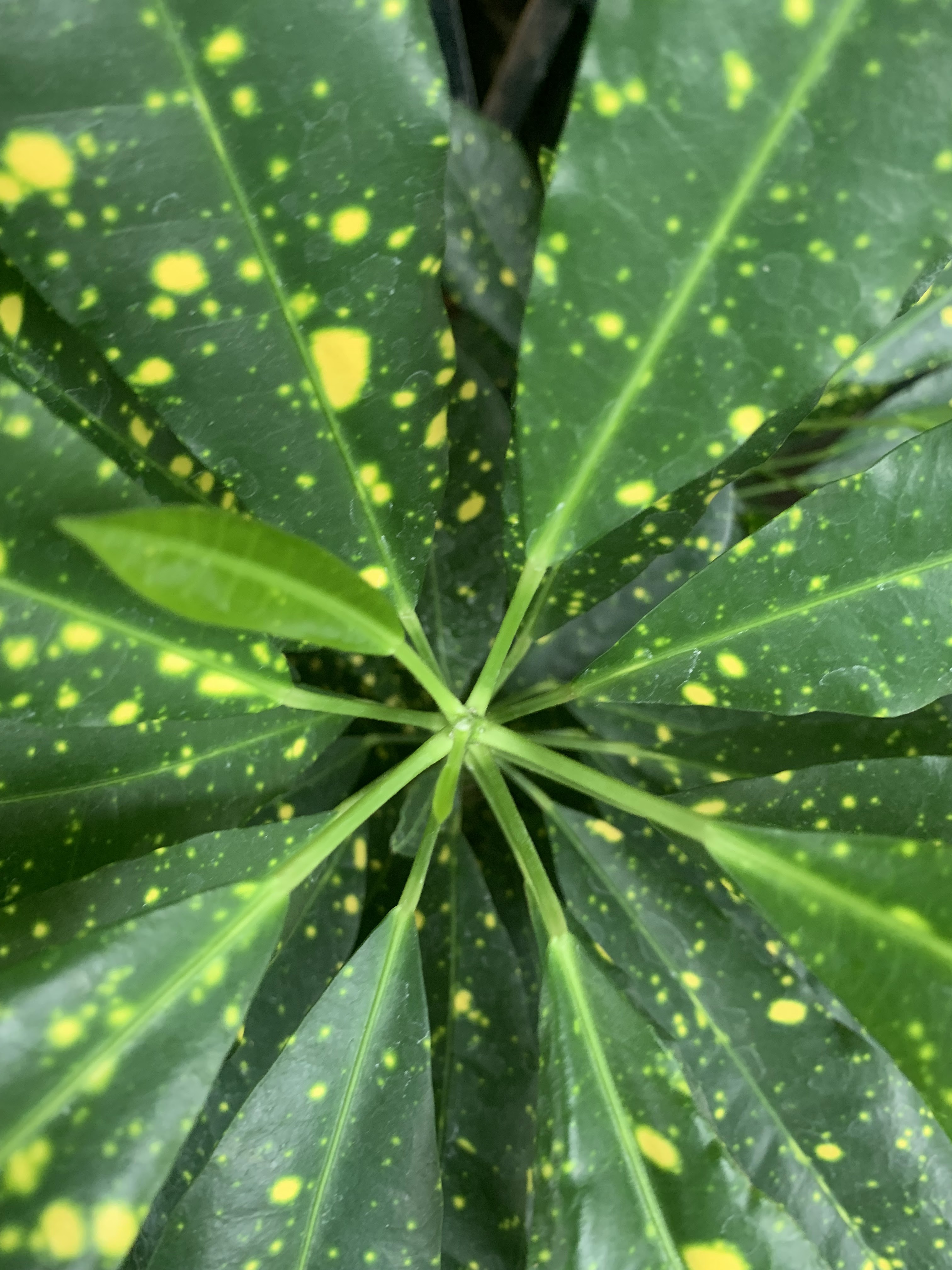 Home is where my plants are