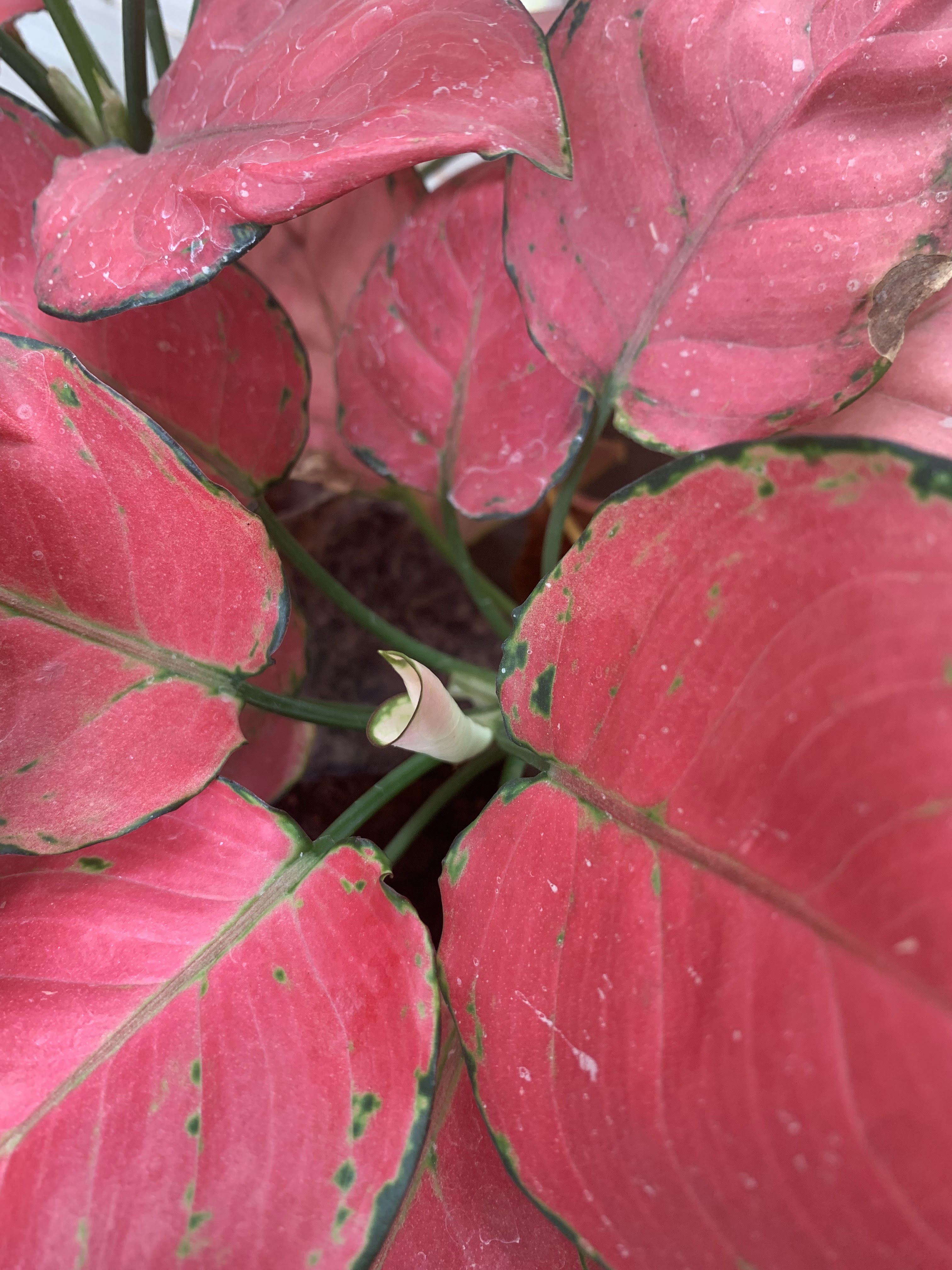 Home is where my plants are