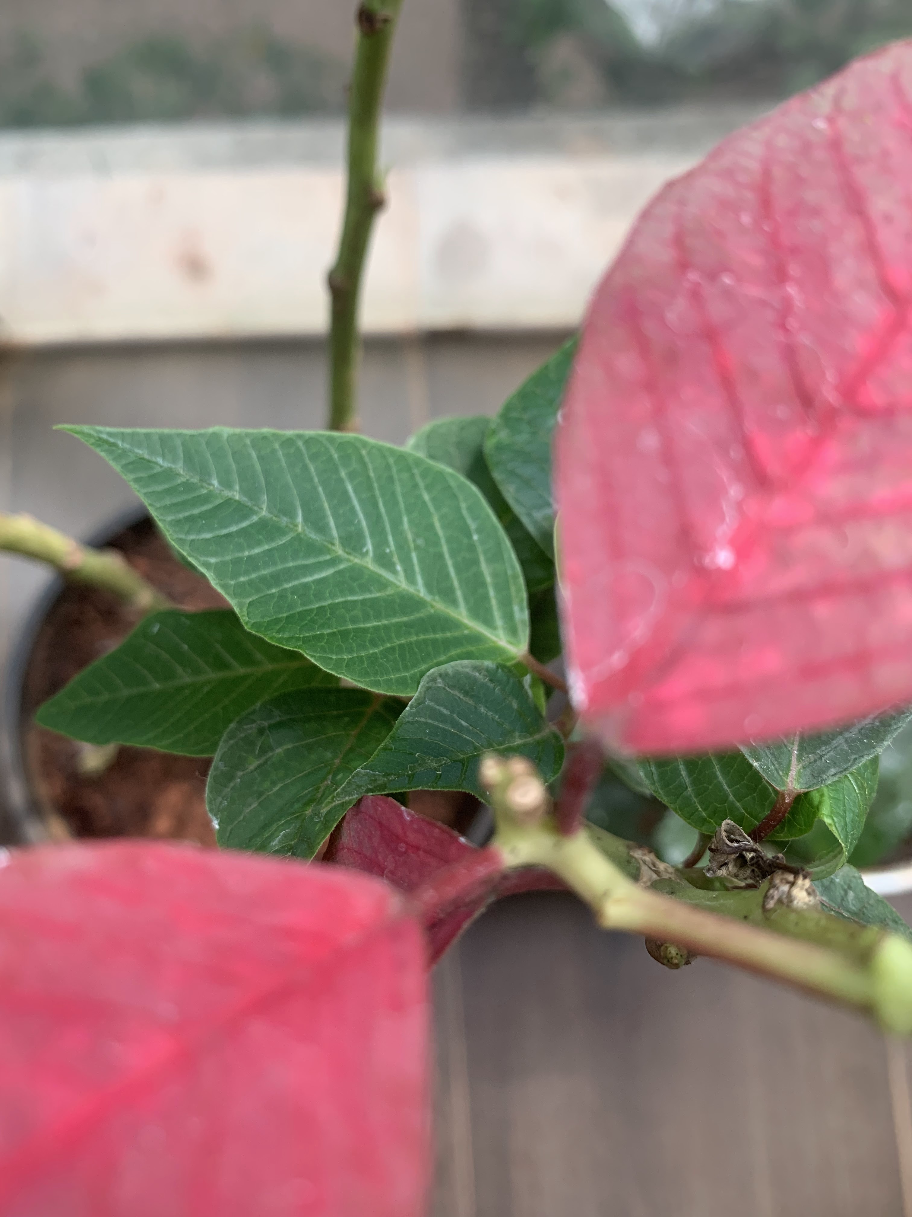 Home is where my plants are