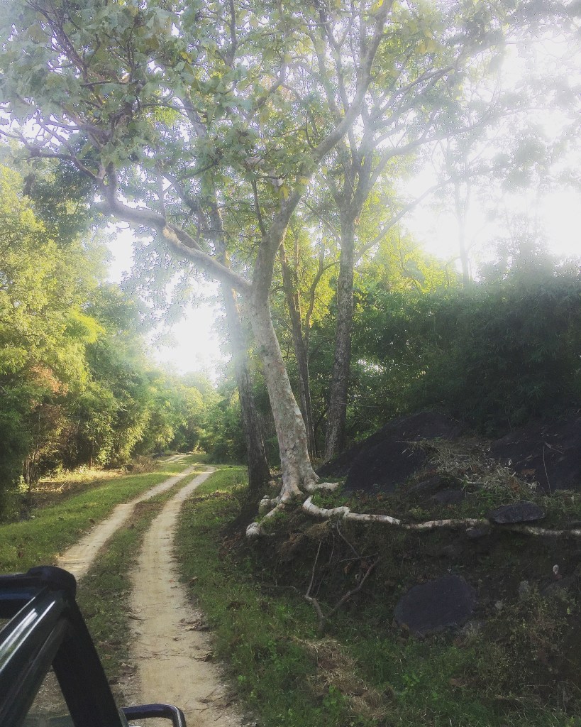 The Ghost Tree