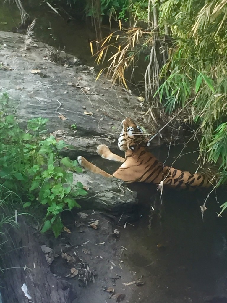 Neela Nulla