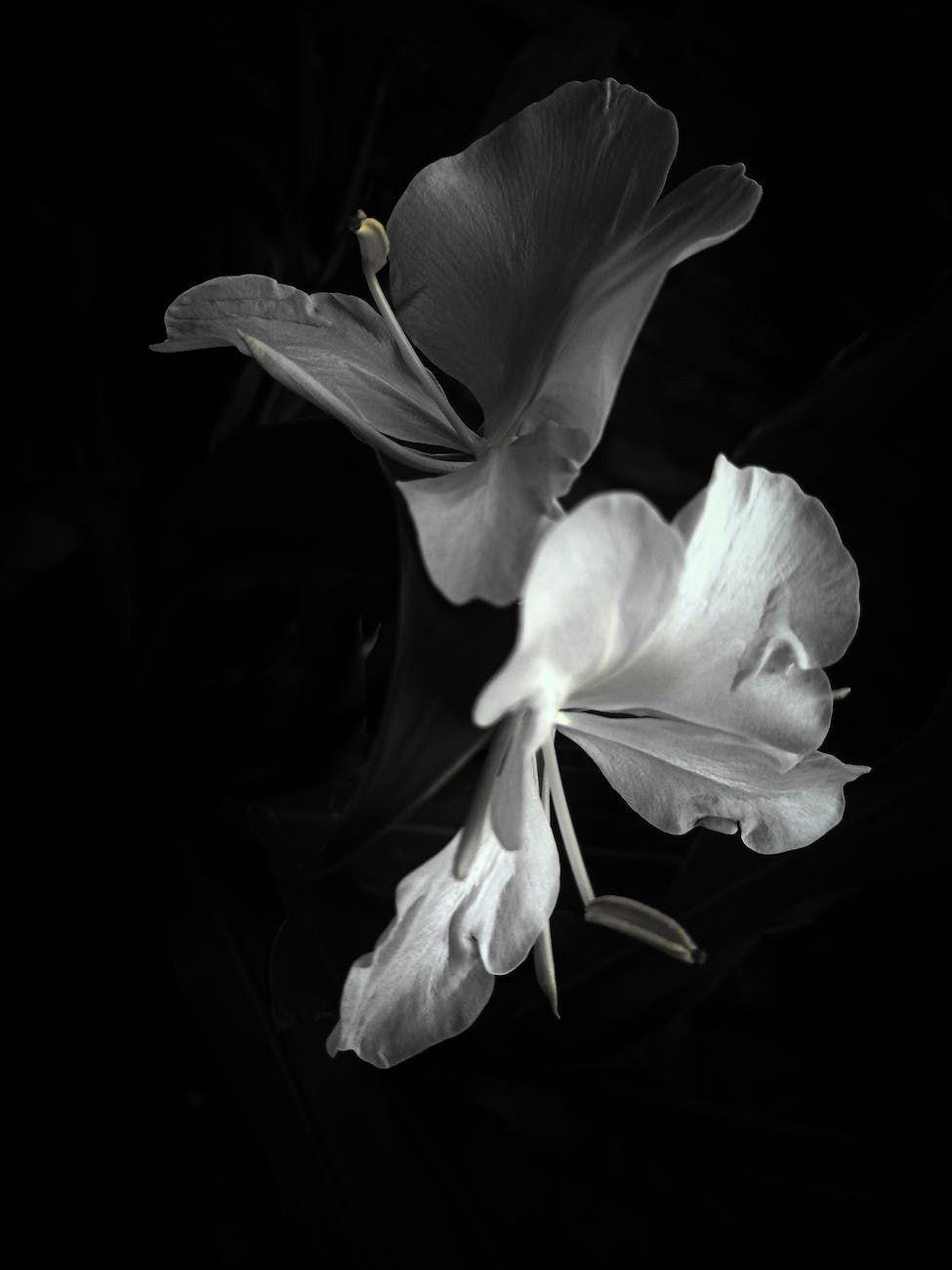 The Caregiver