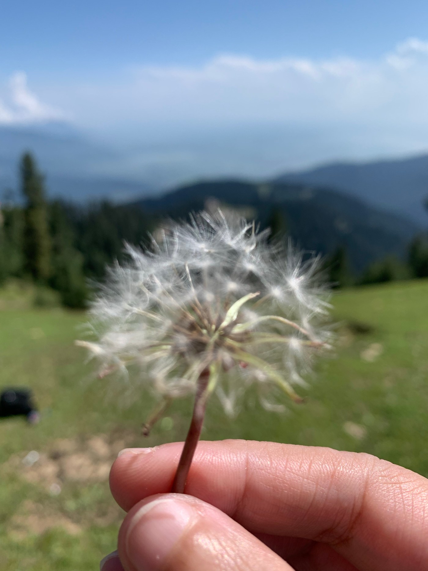 iPhotograph- The Dandelion