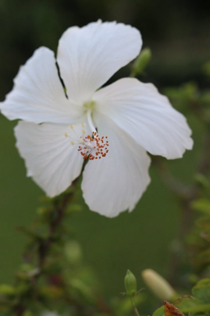 Short Stories by Rabindranath Tagore