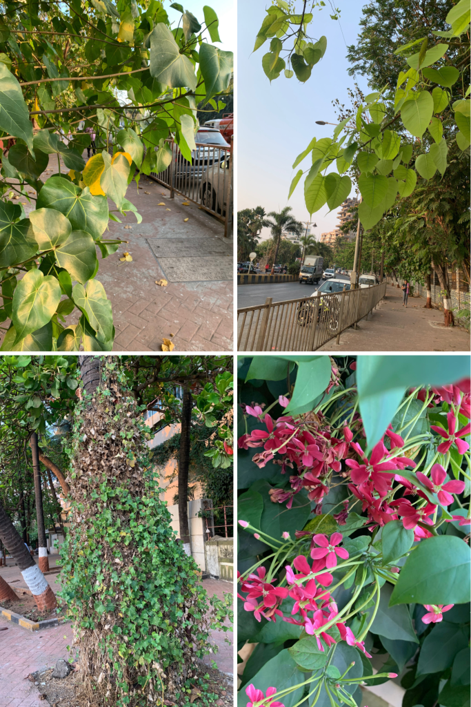 Green, madhu malti
iPhotograph- The Wonder in the Usual