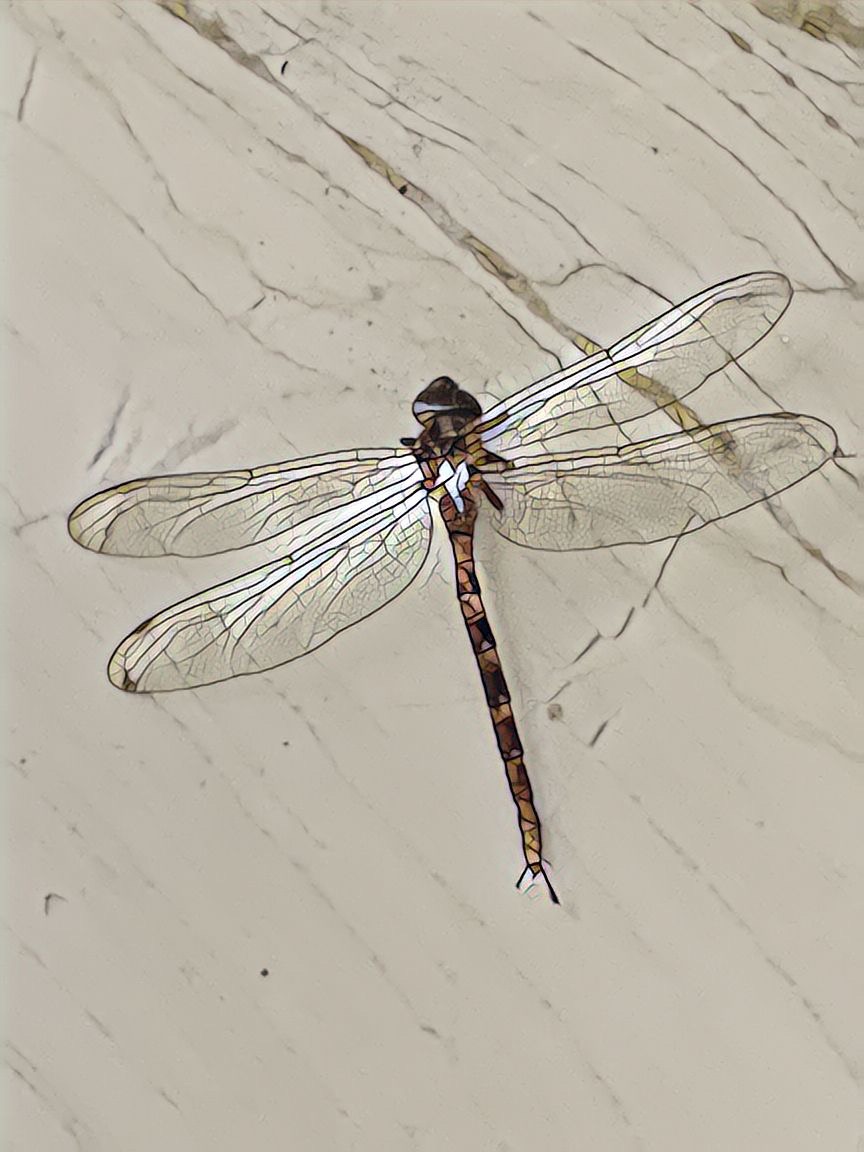 A Slow Tango Dragonfly
