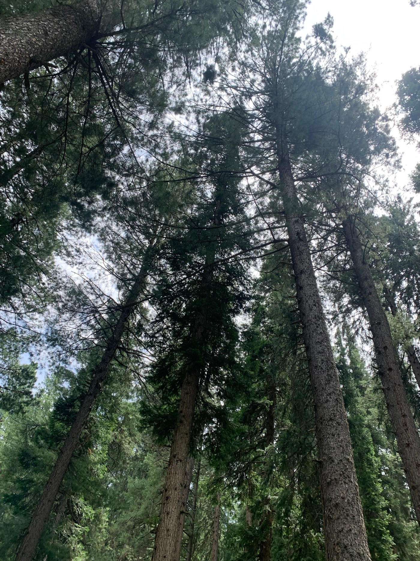 Leaf by Leaf Trees